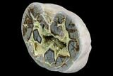 Polished Septarian Nodule (Half) - Utah #104811-2